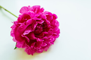 Red peony flower on a white table with copy space