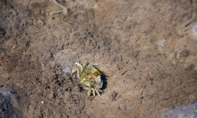 Small crab in the North Sea at St. Peter Ording
