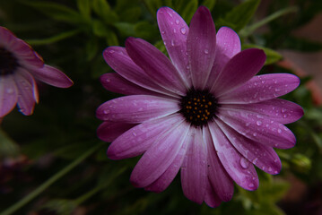 Fototapeta premium Macro flor mojada