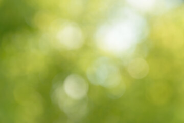 Obraz premium Blurred bokeh nature background. Abstract natural backdrop of park or garden. Soft defocused photo of plants with leaves and stems. Tree, bush or grass made with bokeh effect.