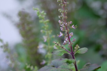 purple holy basil flowers, herb plant in garden