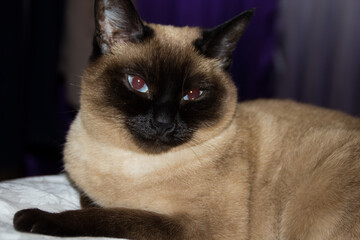 photo of a Siamese cat