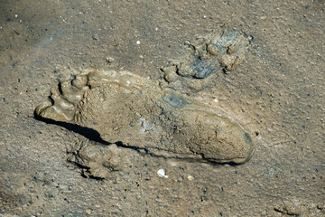 Fototapeta na wymiar Human footprint in the Wadden Sea in St. Peter Ording