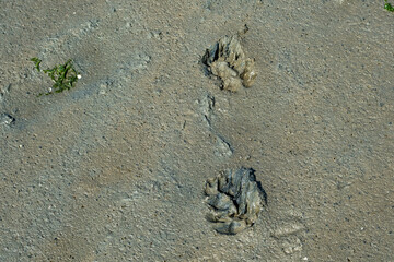 Dog paw prints in the Wadden Sea at St. Peter Ording