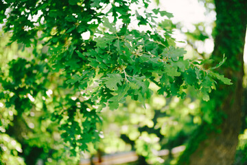 Fototapeta na wymiar Oak leaves on the tree branches, close-up.