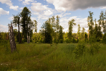 photo of the Russian field