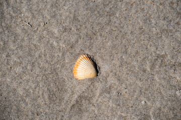 Shell lies in the sand of St. Peter Ording