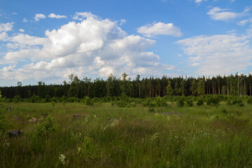 photo of the Russian field