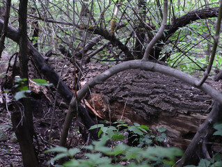 fallen tree in the forest