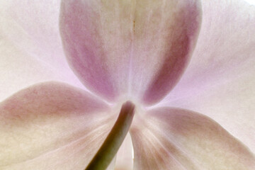 macro de uma orquídea
