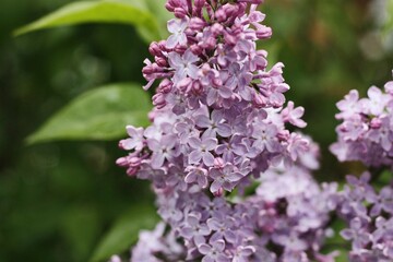 Fototapeta na wymiar Beautiful purple lilac in the summer garden