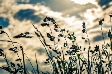 sunset in the field