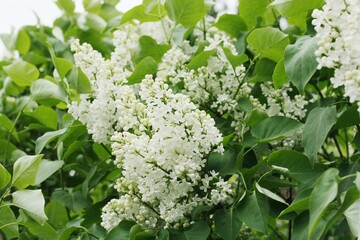 Beautiful white lilac in the summer garden
