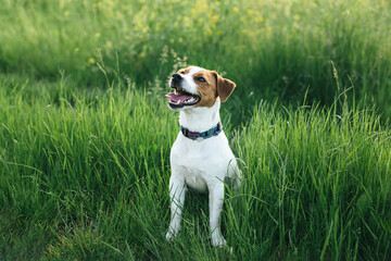 Happy puppy Jack Russell Terrier walking in the summer meadow.