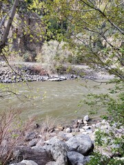 stream in the forest