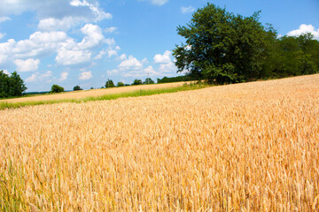 wheat field and blue sky