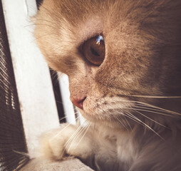 Cats with beautiful eyes © eslam