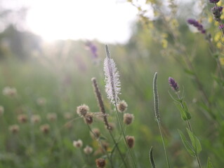 Fototapeta premium wild flowers in the field