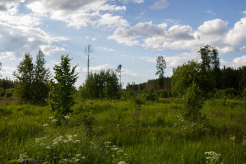 photo of the Russian field