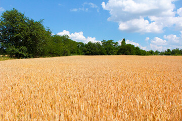 wheat field and blue sky
