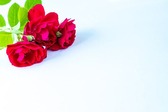 red roses close up on a white background