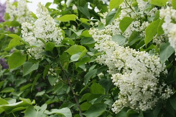 Beautiful white and purple lilac in the garden