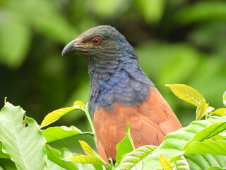 The greater coucal or crow pheasant
(Centropus sinensis)