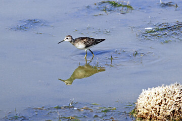 Sandpiper, Wood sandpiper (Tringa glareola) Wader Bird Sandpiper