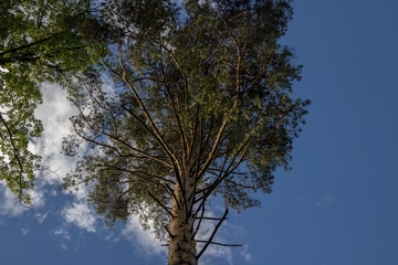 pictures of trees, view from below