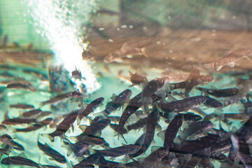 Garra rufa fish swimming in an aquarium close up. Small fish for peeling legs swim in the aquarium.
