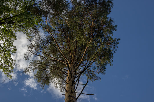 pictures of trees, view from below