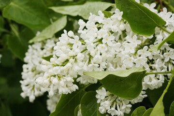 Beautiful white lilac in the summer garden