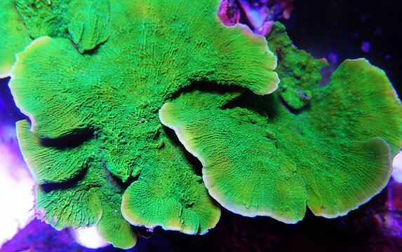 Green Montipora capricornis plate sps coral 
