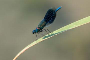 Dragonfly on a blade of grass