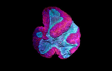 Symphyllia Brain LPS Coral (Symphyllia agaricia)  - obrazy, fototapety, plakaty
