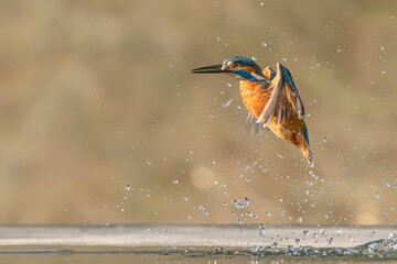 Common European Kingfisher (Alcedo atthis). Kingfisher flying after emerging from water with caught fish prey in beak on green natural background. Kingfisher caught a small fish