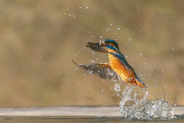 Common European Kingfisher (Alcedo atthis). Kingfisher flying after emerging from water with caught fish prey in beak on green natural background. Kingfisher caught a small fish