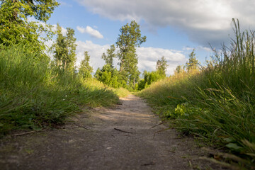 Fototapeta na wymiar photo forest path