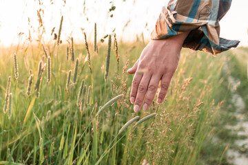 walk on a field with tall grass. female hand caresses tall grass in a field at sunset