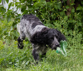 photo of a Russian hunting Spaniel