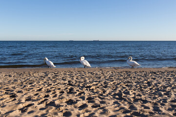 Birds on the beach