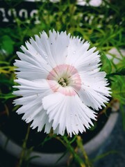 Vertical closeup shot of a sweet william flower covered with dewdrops