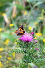 初夏に咲くノアザミと蝶（瓶ヶ森林道　東黒森）