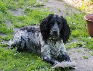 photo of a Russian hunting Spaniel