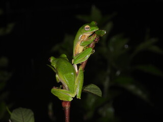 Malabar gliding frog  on leaf