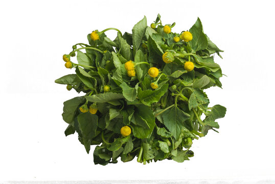 Br&egrave;des mafana, aliment essentiel du plat traditionnel malgache, le z&eacute;bu romazava