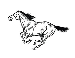 Strong, young, beautiful horse in motion. Freehand drawing vector graphics