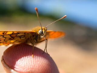 orange butterfly close up