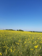 Obraz premium yellow rapeseed field
