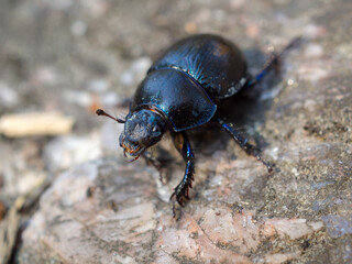 dark chafer on the stone